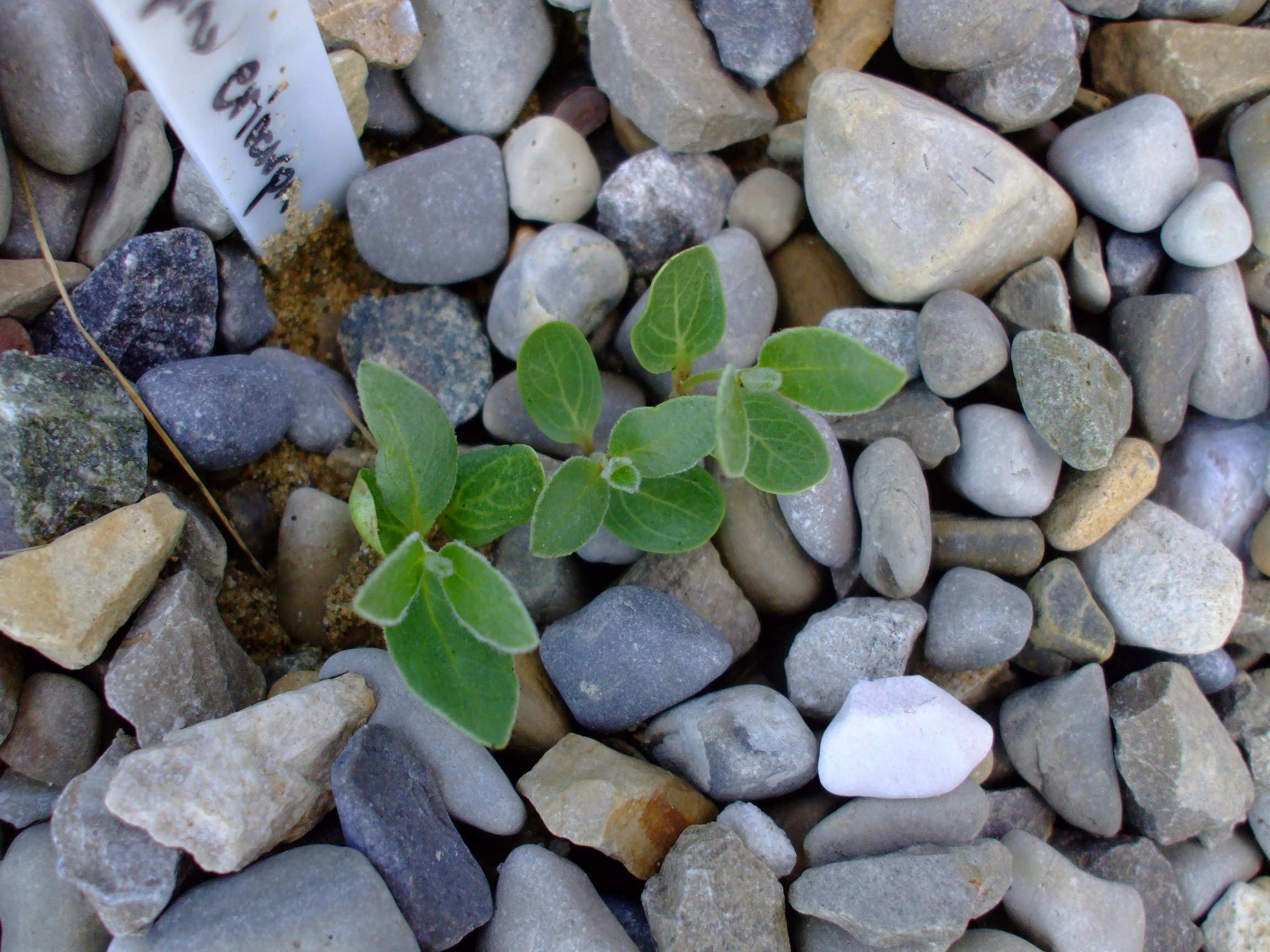Asclepias eriocarpa